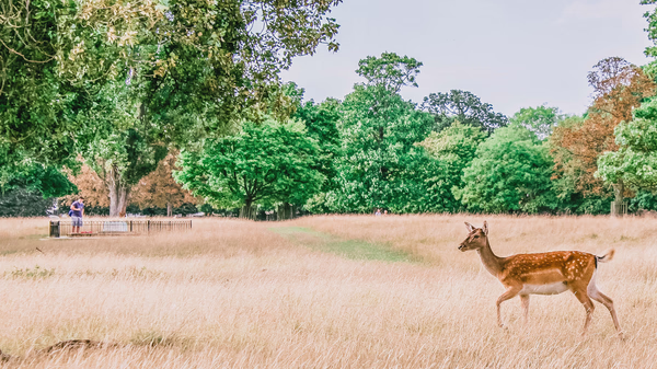 Deer in Bushy Park
