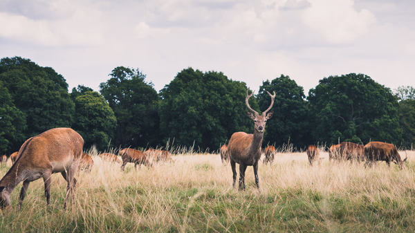 Deer in Richmond Park