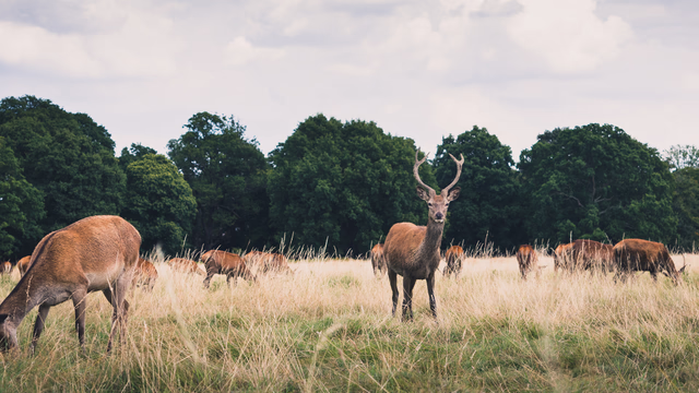 Deer in Richmond Park